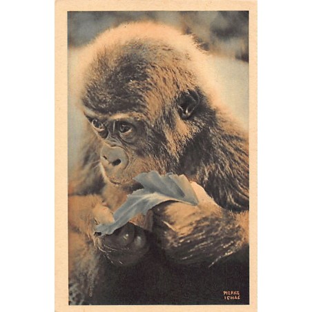 Rare collectable postcards of Cameroon. Vintage Postcards of Cameroon