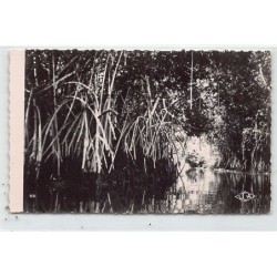 Rare collectable postcards of Cameroon. Vintage Postcards of Cameroon