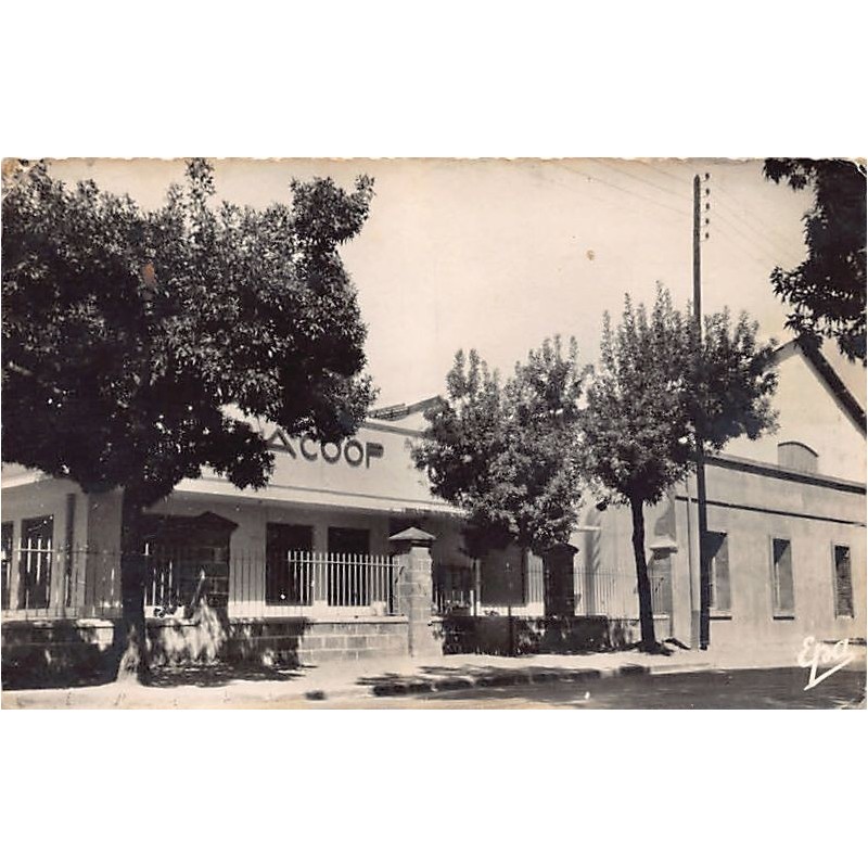 Rare collectable postcards of Algeria. Vintage Postcards of Algeria