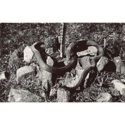 Rare collectable postcards of South Africa. Vintage Postcards of South Africa