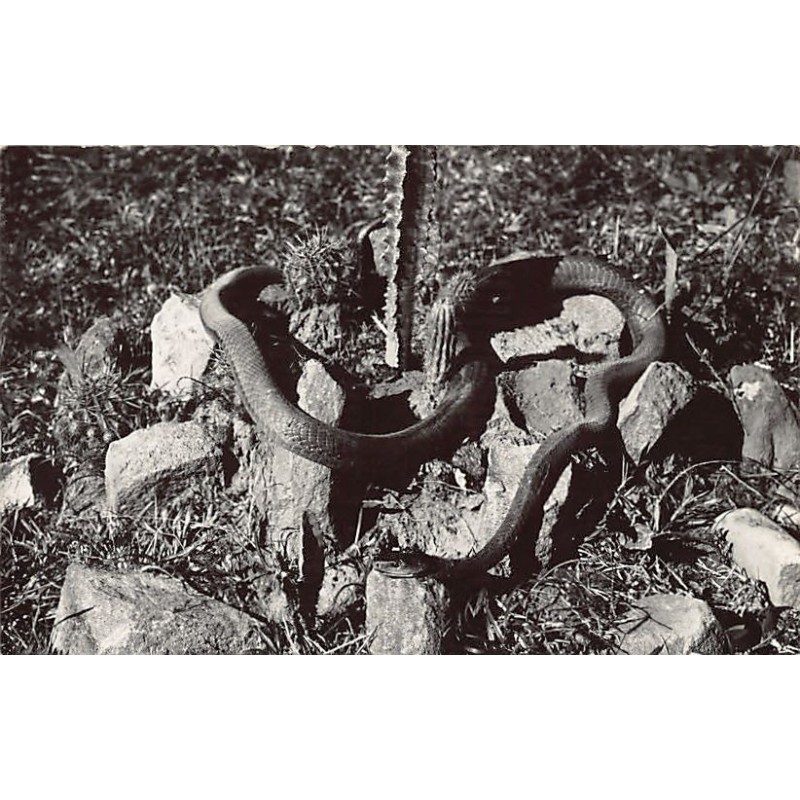 Rare collectable postcards of South Africa. Vintage Postcards of South Africa