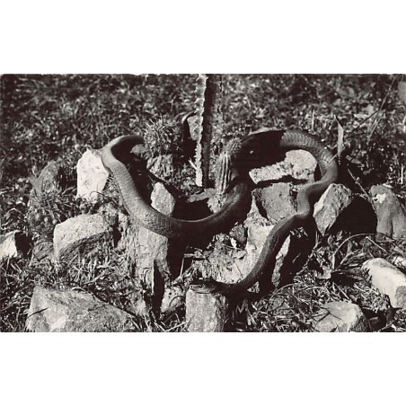 Rare collectable postcards of South Africa. Vintage Postcards of South Africa