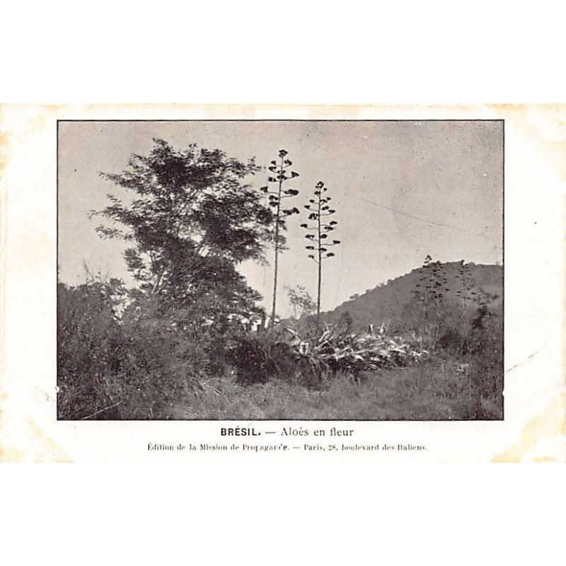 Rare collectable postcards of Brazil. Vintage Postcards of Brazil