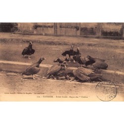 Rare collectable postcards of French Guiana. Vintage Postcards of French Guiana