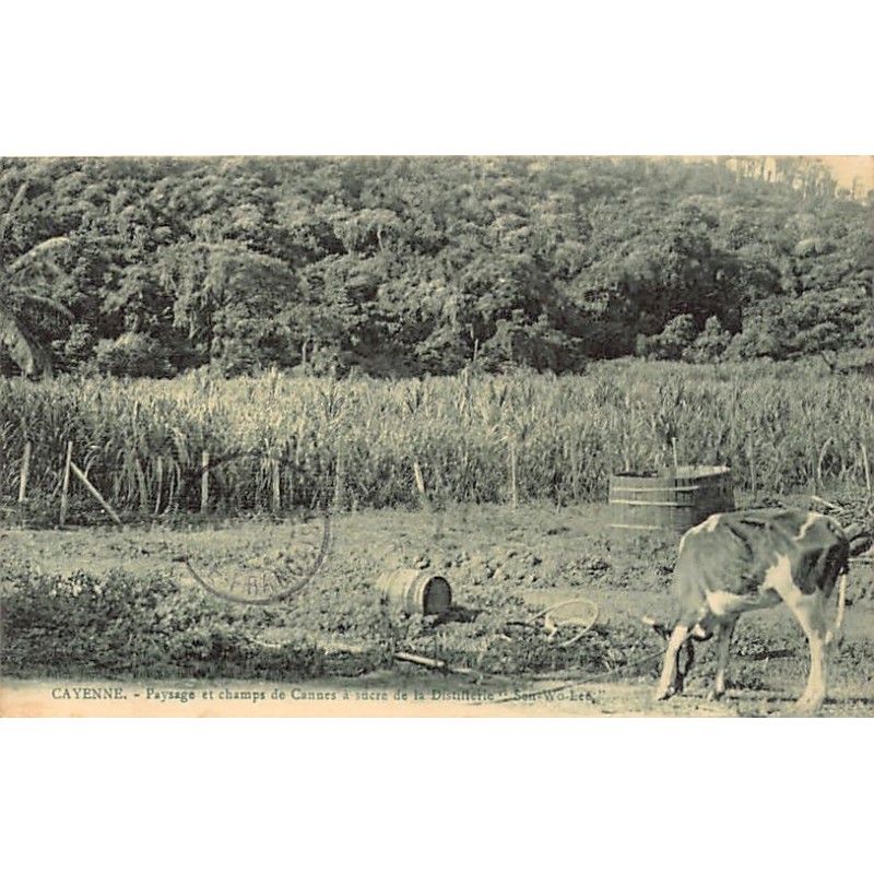 Rare collectable postcards of French Guiana. Vintage Postcards of French Guiana