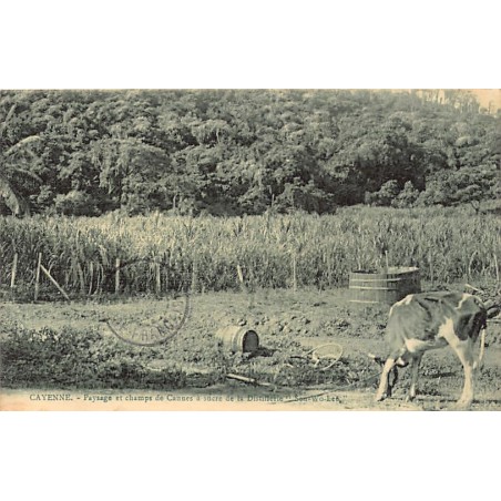 Rare collectable postcards of French Guiana. Vintage Postcards of French Guiana