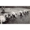 Rare collectable postcards of Madagascar. Vintage Postcards of Madagascar
