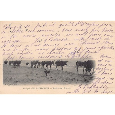 Rare collectable postcards of Senegal. Vintage Postcards of Senegal