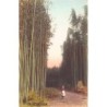 Rare collectable postcards of Japan. Vintage Postcards of Japan