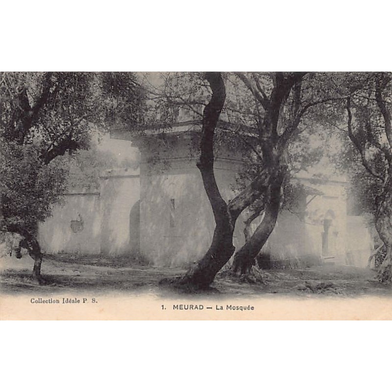 Rare collectable postcards of Algeria. Vintage Postcards of Algeria