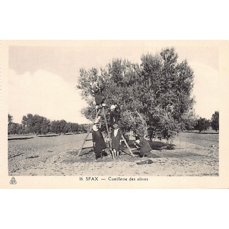 Rare collectable postcards of Tunisia. Vintage Postcards of Tunisia