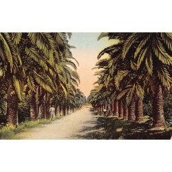 Rare collectable postcards of Israel / Palestine. Vintage Postcards of Israel / Palestine