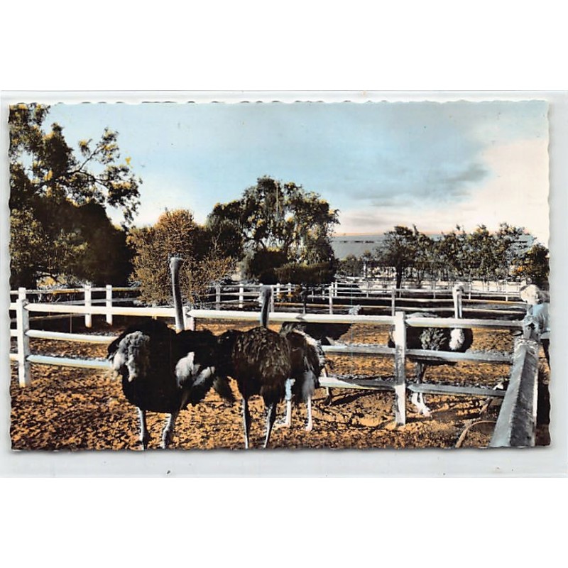 Rare collectable postcards of Madagascar. Vintage Postcards of Madagascar
