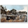 Rare collectable postcards of Madagascar. Vintage Postcards of Madagascar