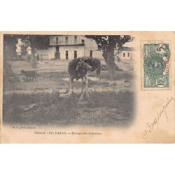 Rare collectable postcards of Senegal. Vintage Postcards of Senegal