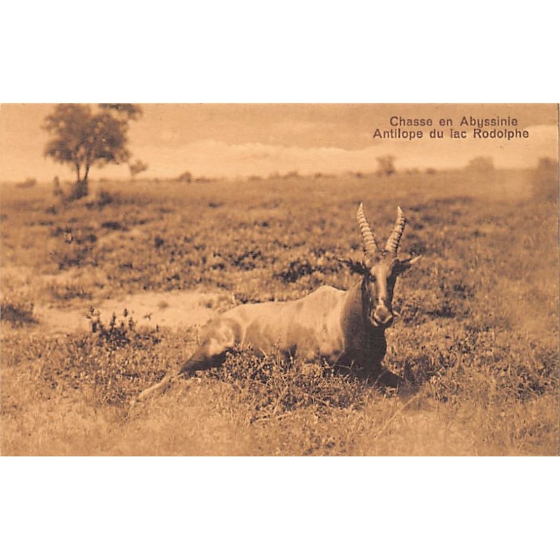 Rare collectable postcards of Ethiopia. Vintage Postcards of Ethiopia