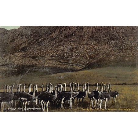 Rare collectable postcards of Somalia. Vintage Postcards of Somalia