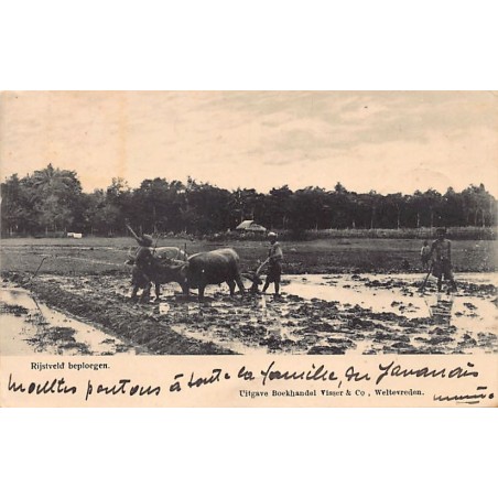 Rare collectable postcards of Indonesia. Vintage Postcards of Indonesia