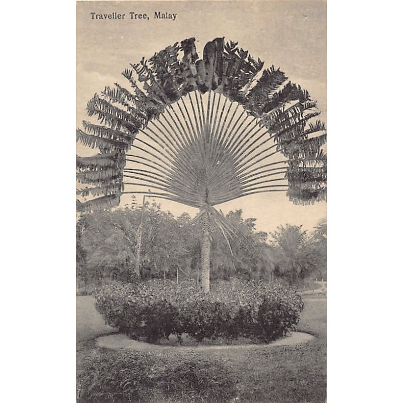 Rare collectable postcards of Malaysia. Vintage Postcards of Malaysia