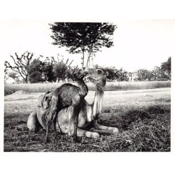 Rare collectable postcards of Pakistan. Vintage Postcards of Pakistan