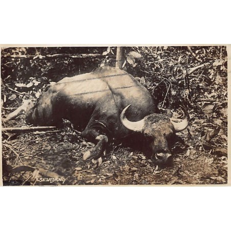 Rare collectable postcards of Singapore. Vintage Postcards of Singapore