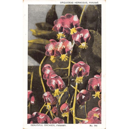 Rare collectable postcards of Panama. Vintage Postcards of Panama