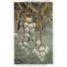 Rare collectable postcards of Panama. Vintage Postcards of Panama
