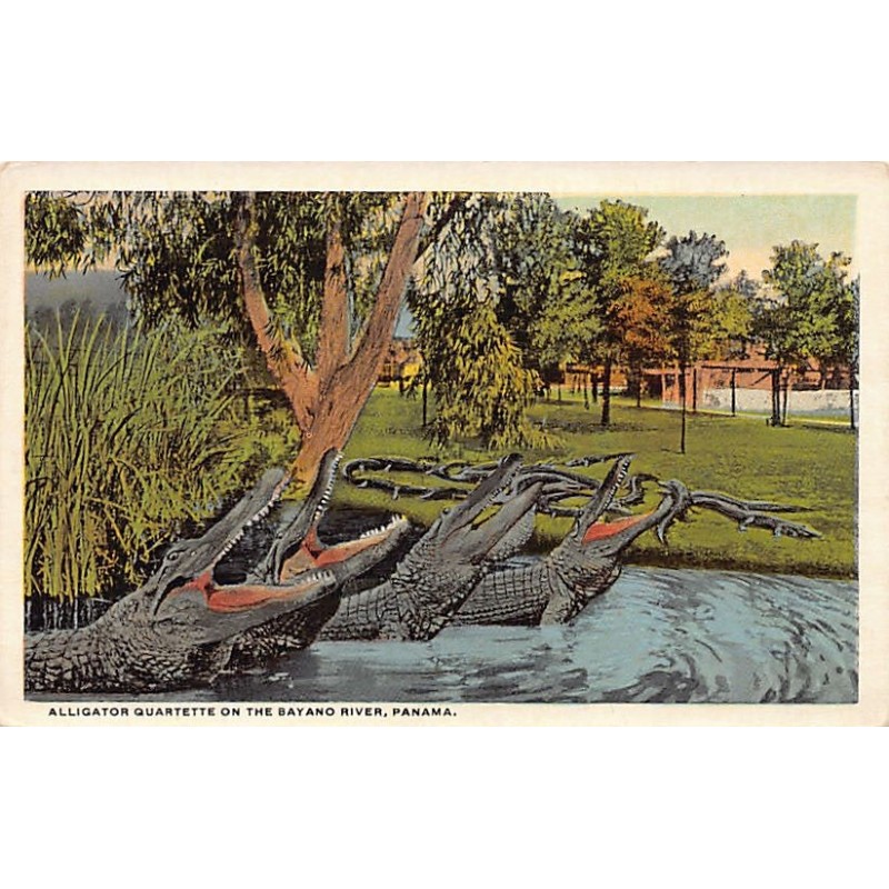 Rare collectable postcards of Panama. Vintage Postcards of Panama