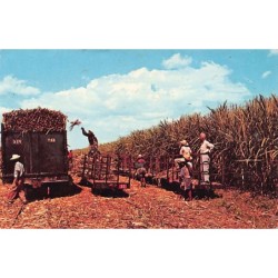 Rare collectable postcards of Haiti. Vintage Postcards of Haiti