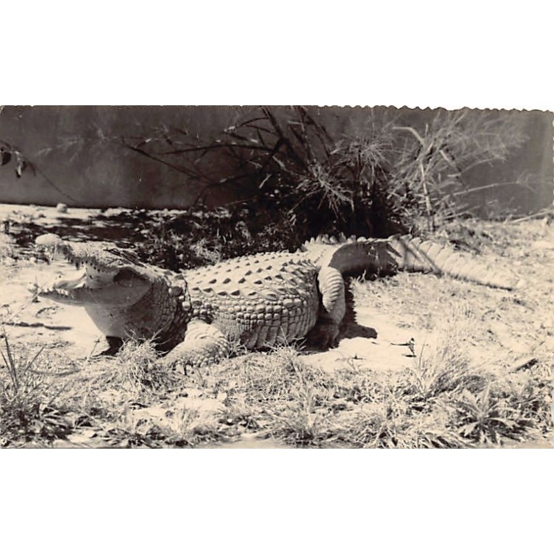 Rare collectable postcards of Madagascar. Vintage Postcards of Madagascar