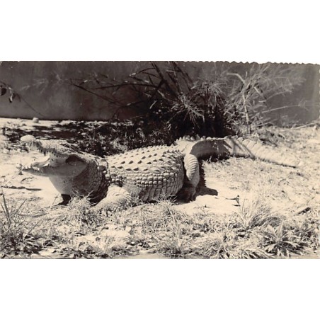 Rare collectable postcards of Madagascar. Vintage Postcards of Madagascar