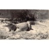 Rare collectable postcards of Madagascar. Vintage Postcards of Madagascar