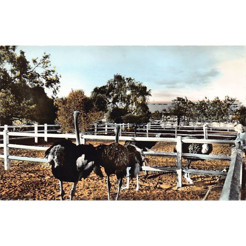 Rare collectable postcards of Madagascar. Vintage Postcards of Madagascar