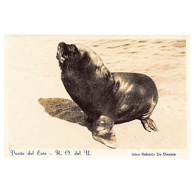 Rare collectable postcards of Uruguay. Vintage Postcards of Uruguay