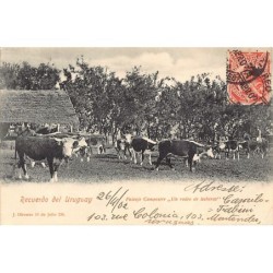 Rare collectable postcards of Uruguay. Vintage Postcards of Uruguay