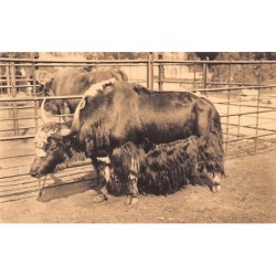 Rare collectable postcards of Tibet. Vintage Postcards of Tibet