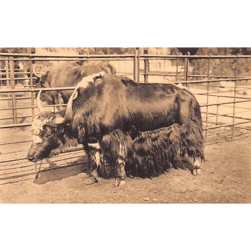 Rare collectable postcards of Tibet. Vintage Postcards of Tibet