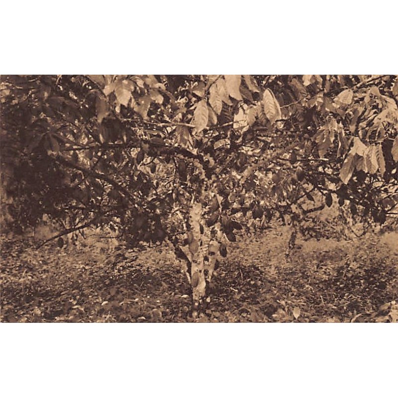 Rare collectable postcards of Cameroon. Vintage Postcards of Cameroon