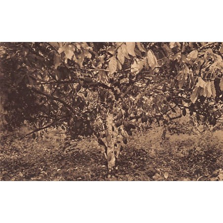 Rare collectable postcards of Cameroon. Vintage Postcards of Cameroon