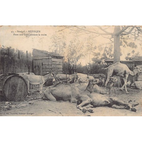 Rare collectable postcards of Senegal. Vintage Postcards of Senegal