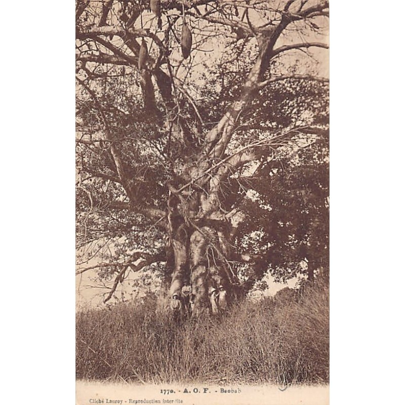 Rare collectable postcards of Senegal. Vintage Postcards of Senegal