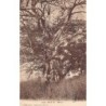 Rare collectable postcards of Senegal. Vintage Postcards of Senegal