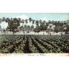 Rare collectable postcards of Cuba. Vintage Postcards of Cuba