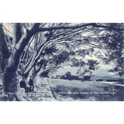 Rare collectable postcards of Cuba. Vintage Postcards of Cuba
