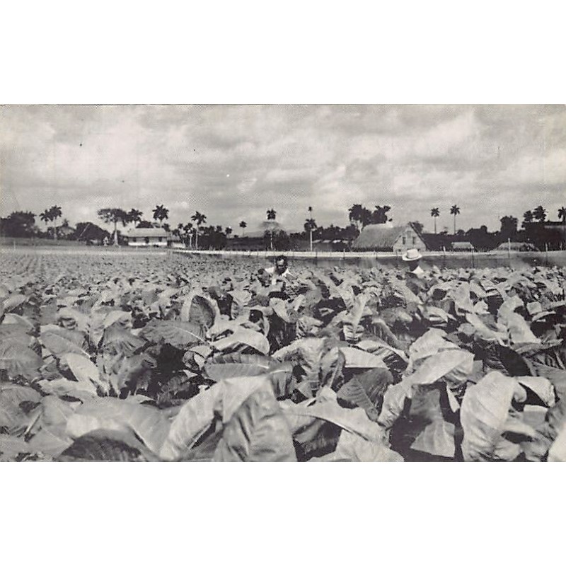 Rare collectable postcards of Cuba. Vintage Postcards of Cuba