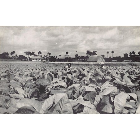 Rare collectable postcards of Cuba. Vintage Postcards of Cuba