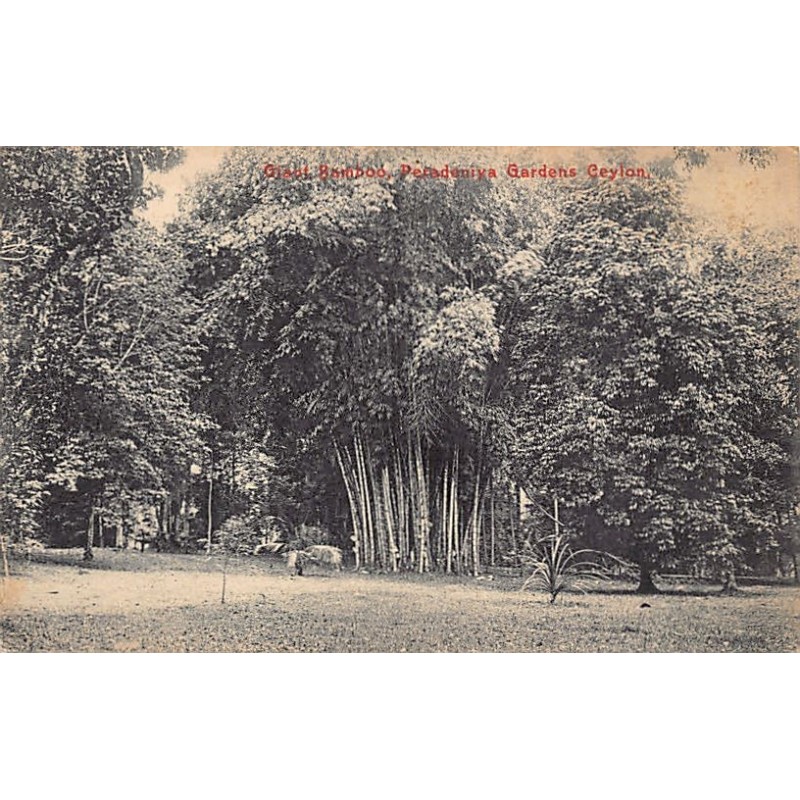 Rare collectable postcards of Sri Lanka (Ceylon). Vintage Postcards of Sri Lanka (Ceylon)