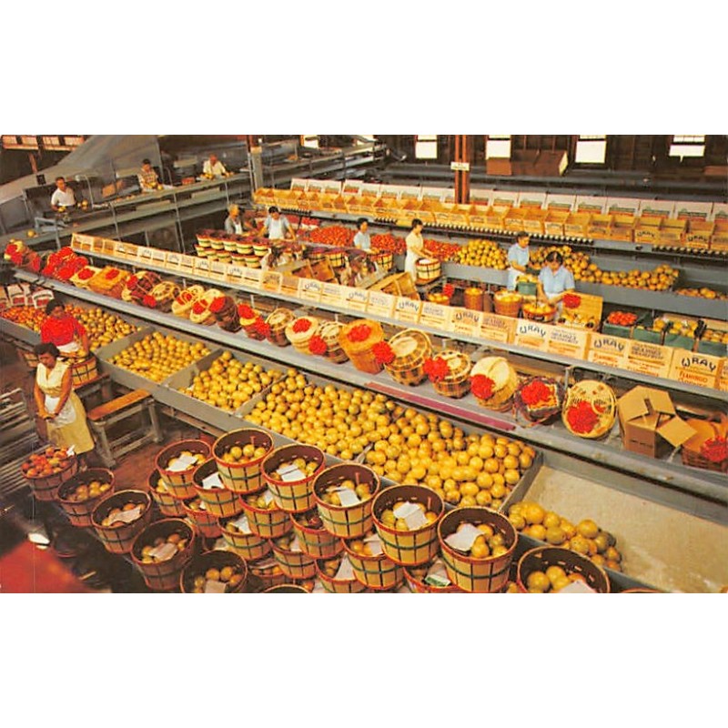 Rare collectable postcards of United States. Vintage Postcards of United States