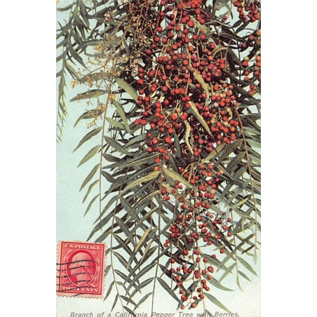 Rare collectable postcards of United States. Vintage Postcards of United States