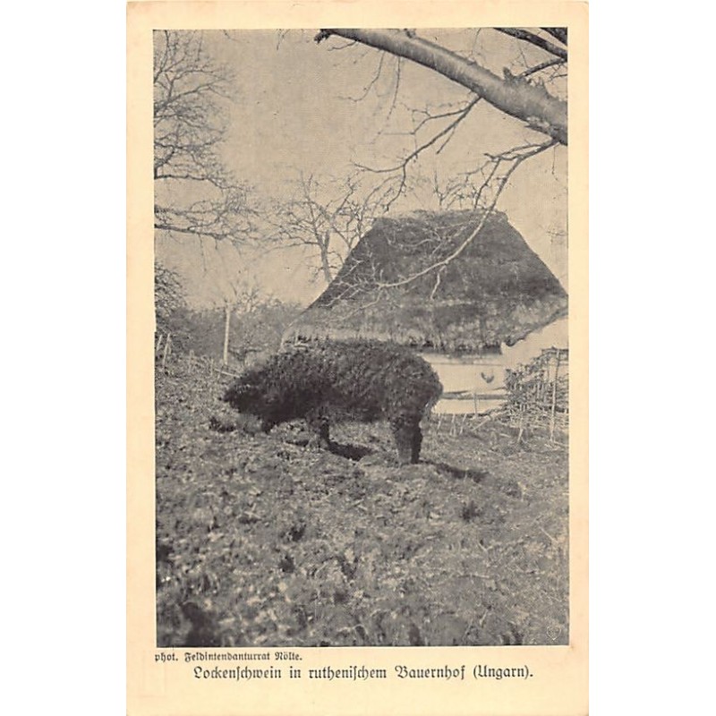 Rare collectable postcards of Ukraine. Vintage Postcards of Ukraine